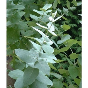 Blahovičník, Eucalyptus (semena)