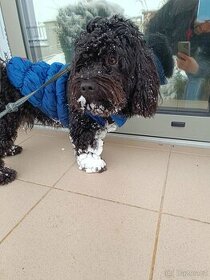 Krytí havansky psik