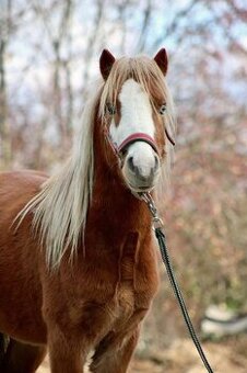 WELSH MOUNTAIN PONY PRO DĚTI