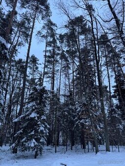 Prodej lesních pozemků k.ú. Horní Bousov
