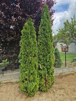 Thuje, tuje, smaragd, thuja