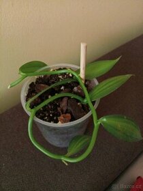 Vanilla planifolia 'Variegata'  orchidej