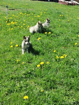 Sibiřský Husky - štěňátka