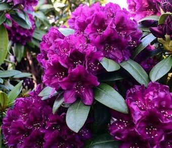 Rododendron fialový velkokvětý - 1