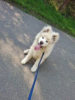 Akita inu