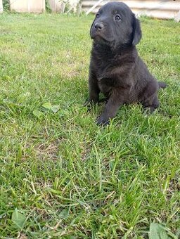 Labrador