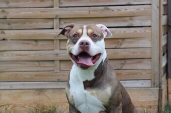 American Bully krytí