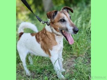 FOX K ADOPCI - přátelský pejsek - 1