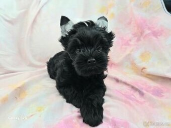 Yorkshire Terrier