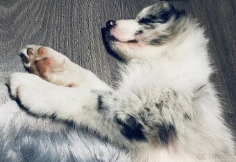 Překrásná fenečka Border Kolie s PP - Blue Merle