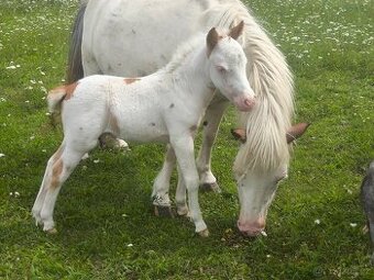 Letošní hřebeček minihorse - PAYASO BLANCO