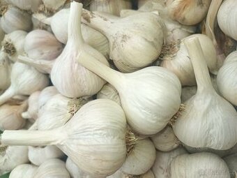 Česnek ze zahrádky