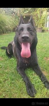 Německý ovčák s PP