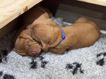 Maďarský ohař krátkosrstý