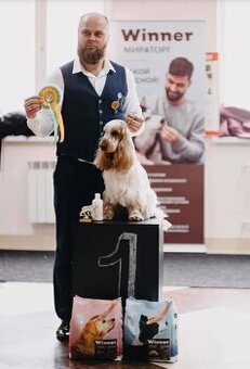 Anglický kokršpaněl s PP