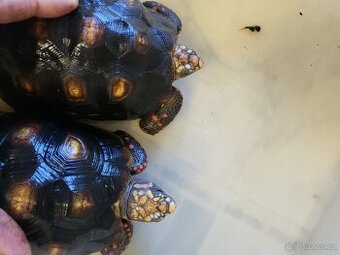 zelvy uhlirske, ostruhate, pardali