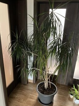 Dracena