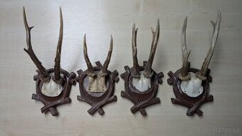 Prodám 24 ks srnčích parohů na vyřezávaných štítkách