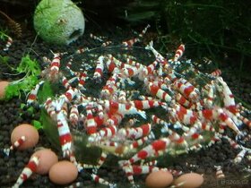 Red Crystal a Black Crystal