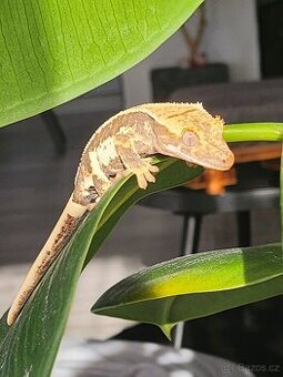 Mláďata pagekona řasnatého