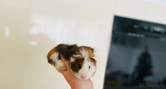 Roztomilá rozcuchaná morčecí slečna hledá nový domov 🐹🤍🤎 - 1