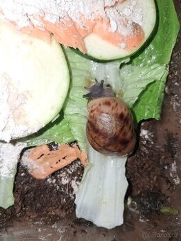 Archachatina marginata ovum XXL