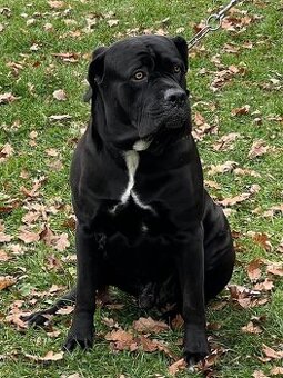 Krytí - Cane Corso