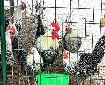 Brakelka stříbrná, násadová vejce + kuřátka