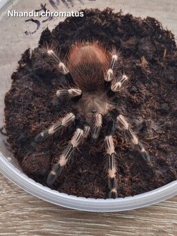 Sklípkan Nhandu chromatus - samec