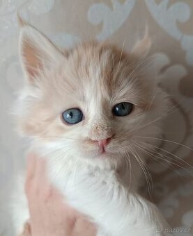 Mainská Mývalí bez PP