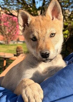 Československý vlčák s PP- fenka