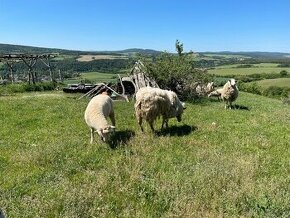 Východofríská ovce čistokrevná po rodičích s POP