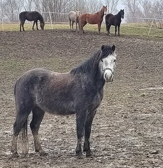 Valach Welsh pony, sekce B k prodeji