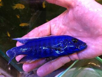 malawi odchovy