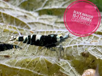 Caridina Black Nanashi 10+1 zdarma - 1