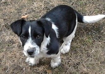 Poptávám zdarma Jack Russell teriér