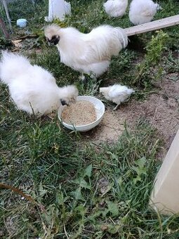 Hedvábnička - bílá barva kuřat, kuřátek