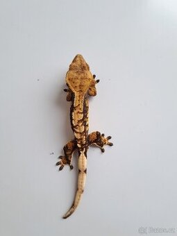 pagekon řasnatý...