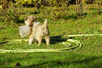 KOLIE DLOUHOSRSTA ZLATA fenka
