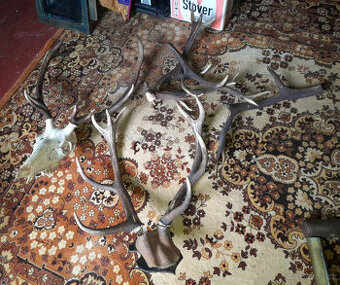 2 x velké paroží + pár menších