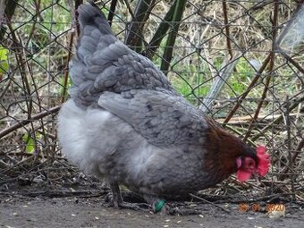 Maranska 🥚🐣 (násadová vejce i kuřátka)