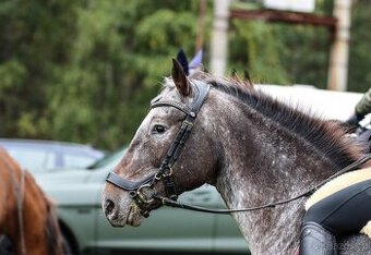 Výjimečná appa-pony
