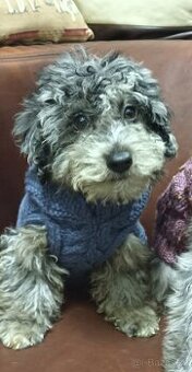 Jorkiepoo - 1