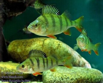 Hledám říční ryby do akvárka