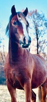 Klisna Welsh pony of cob type