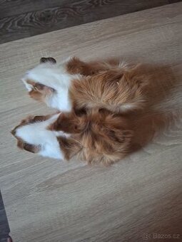 Morčátka (samičky)