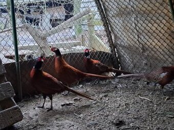 Bažanti - Bažant obecný - kohouti - 1