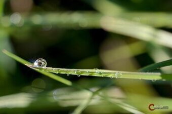 Nikon Nikkor 40mm dx macro