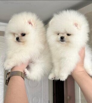 Štěňata pomeraniana k adopci.