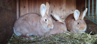 Burgundský králík